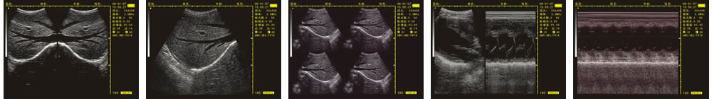 V-20掌上B型超聲診斷儀(動物版)一流的數(shù)字成像技術(shù)，圖像更清晰